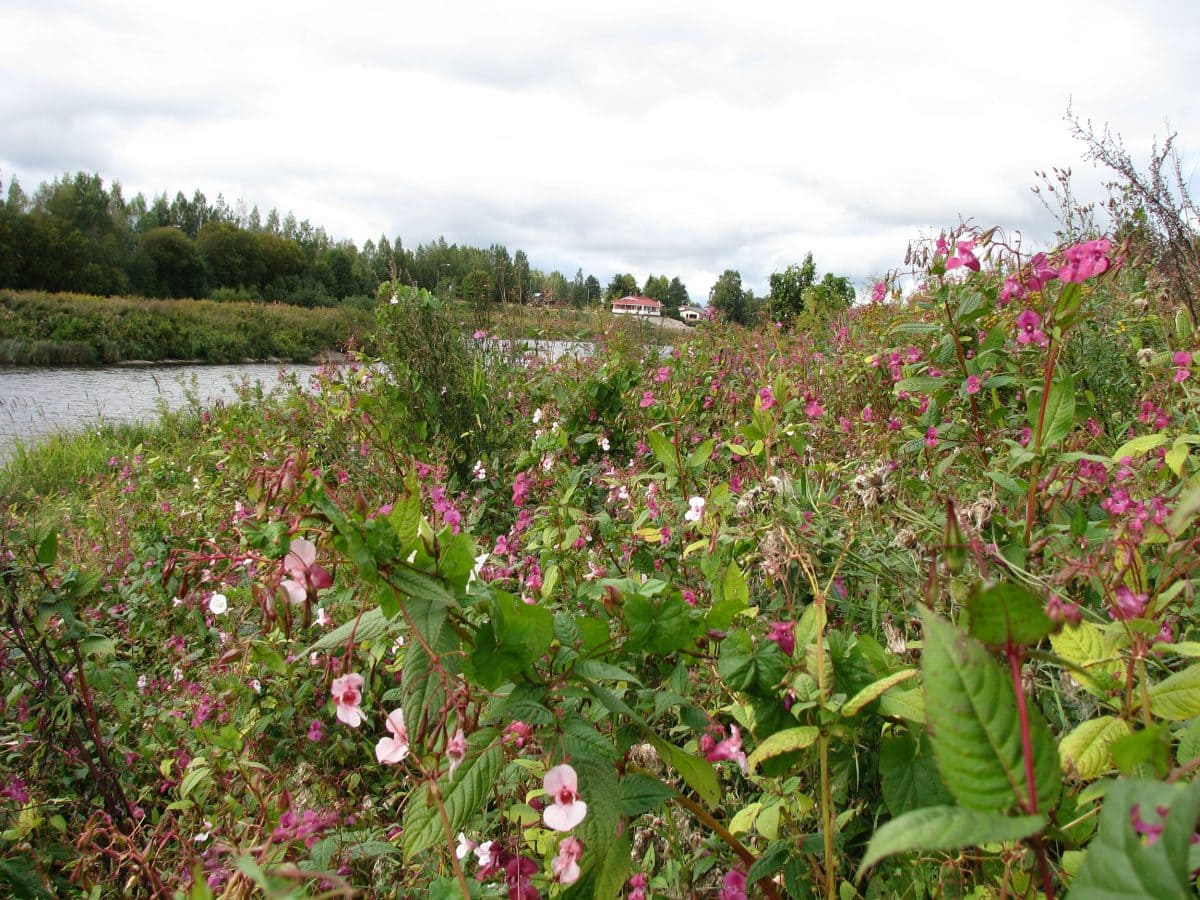 Himalayan balsam can form vast single-species beds that deprive indigenous plants of space and weaken the plant diversity.