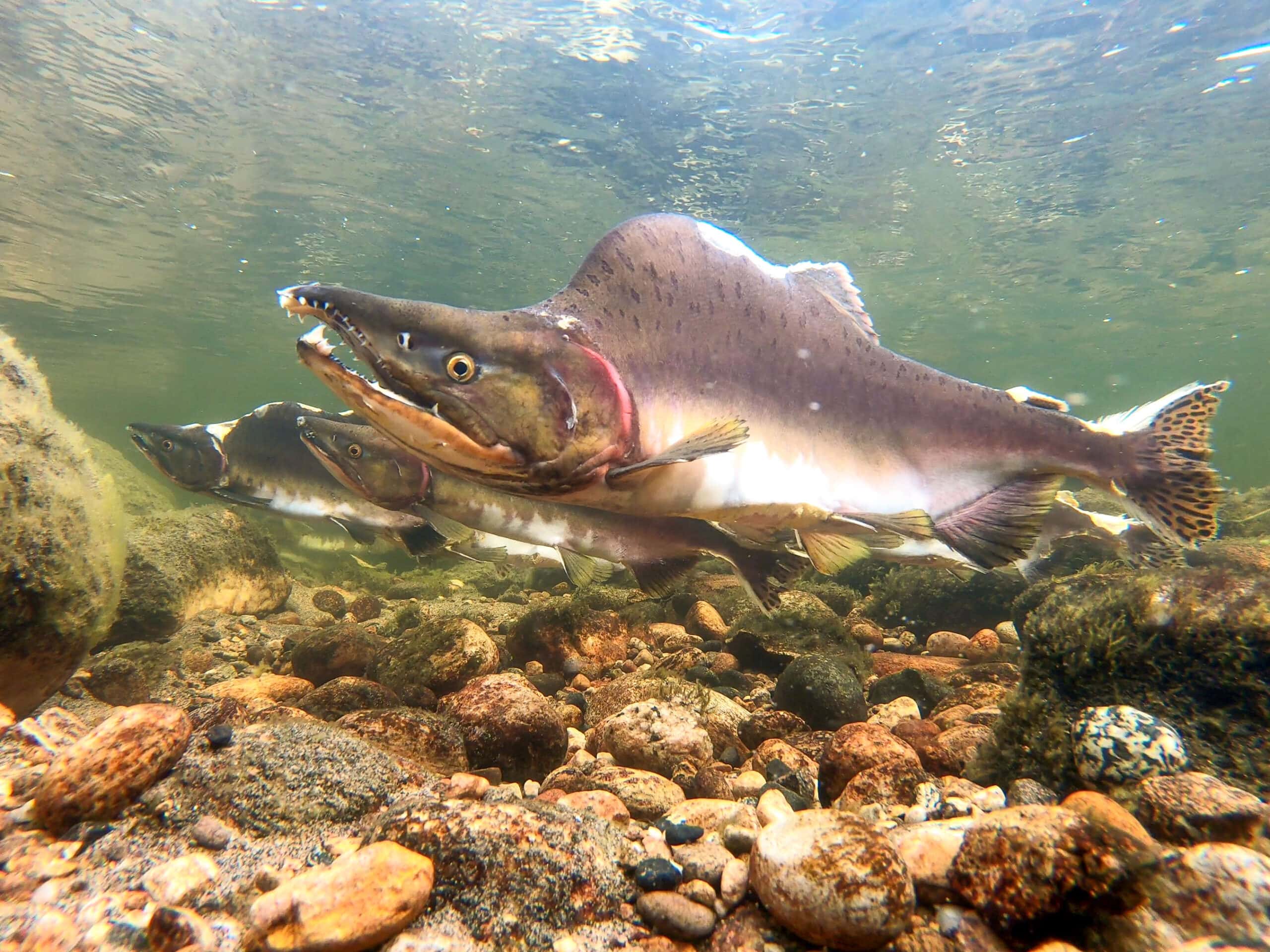The males develop a hooked chin and a hump on their back during spawning season. Photo: Panu Orell