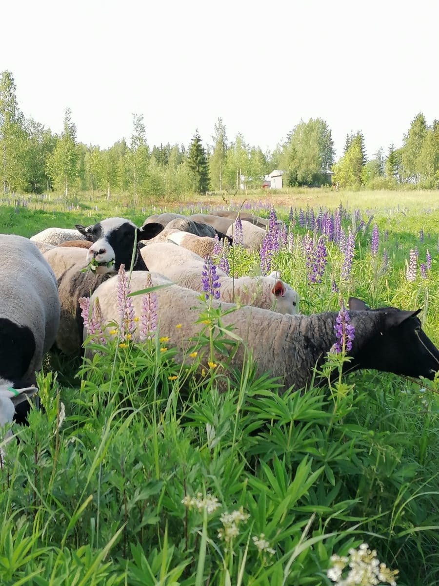 Lupines are a great delicacy for the sheep.