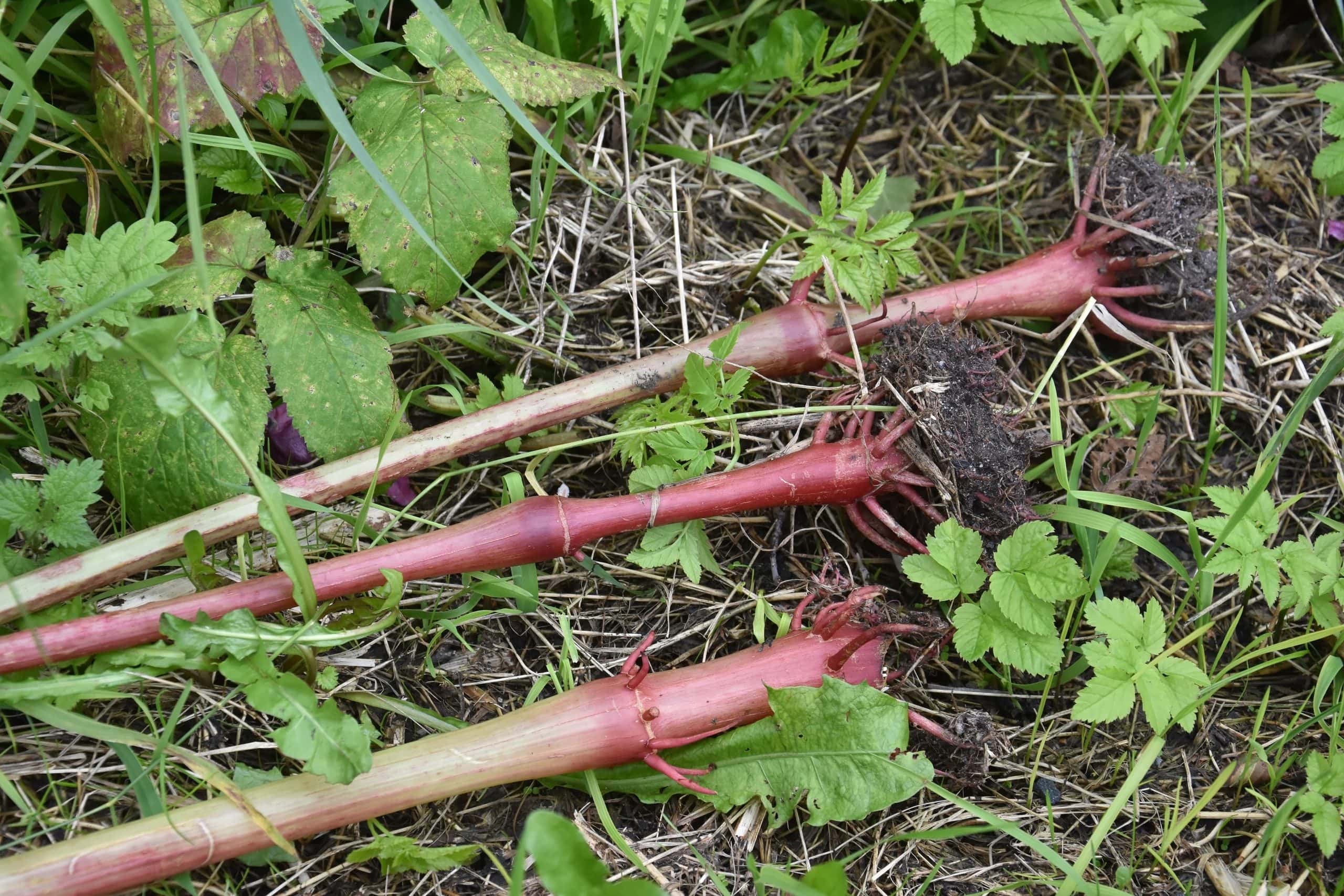 Stuorrabálsáma heive vuohkkasit hilsket šieđvves ruohttasiiddis dihtii.